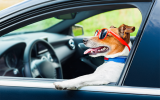 Tipps für die Autoreise mit Hund